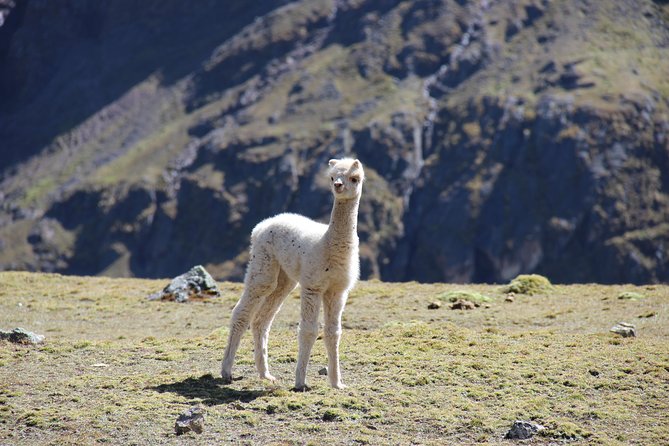 5 Day - Salkantay trek to Machu Picchu - Group Service - Guides, cooks, and the group experience