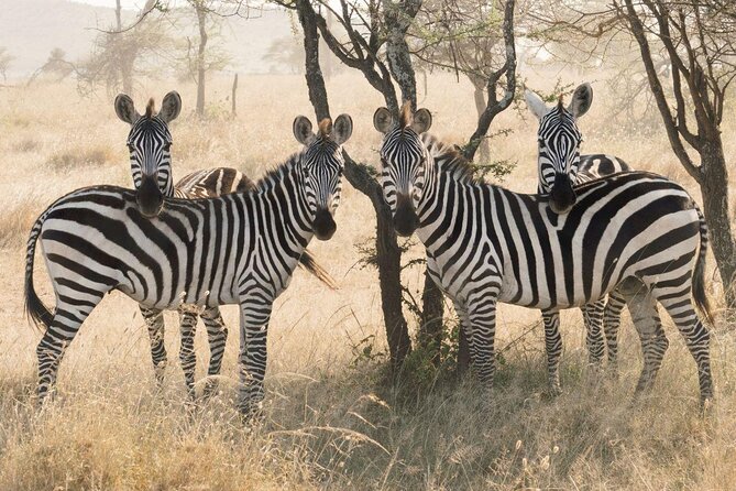 5 days safari, hiking & culture (Serengeti & kilimanjaro) - Key points at a glance