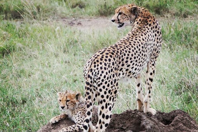 5 days safari, hiking & culture (Serengeti & kilimanjaro) - How the guides shape the experience