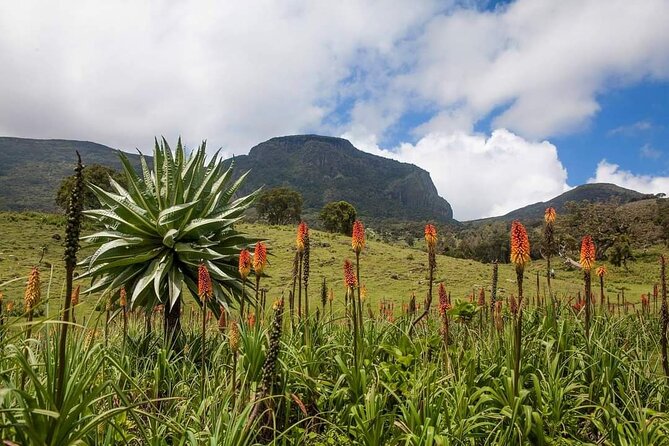 6 Days Bale Mountains Trekking - Why the Bale Mountains are worth six days