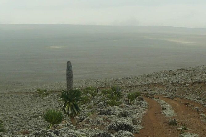 6 Days Bale Mountains Trekking - Day 6: Transfer back to Goba airport