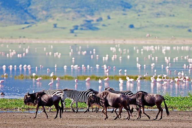 6 Days Serengeti Safari(hiking waterfalls &coffee tour) - Day 4: Down into Ngorongoro Crater