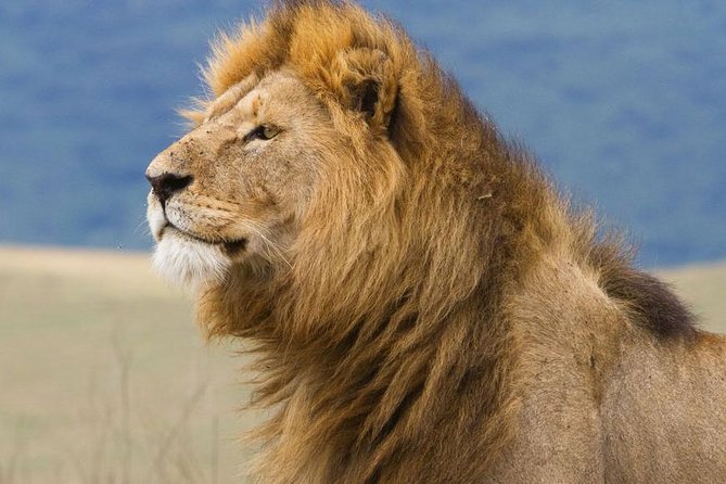 6 Days Serengeti Safari(hiking waterfalls &coffee tour) - Guides, cooks, and the group experience