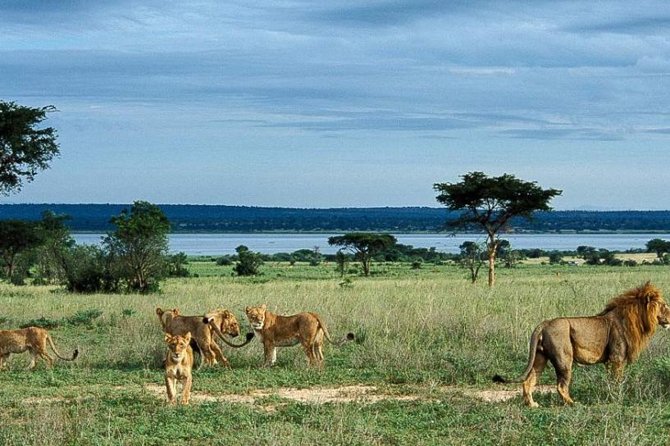 8-Day Murchison Falls, Chimp and Epic Gorilla Trekking Safari - Day 1: Entebbe to Zziwa Rhino Sanctuary and Murchison Falls