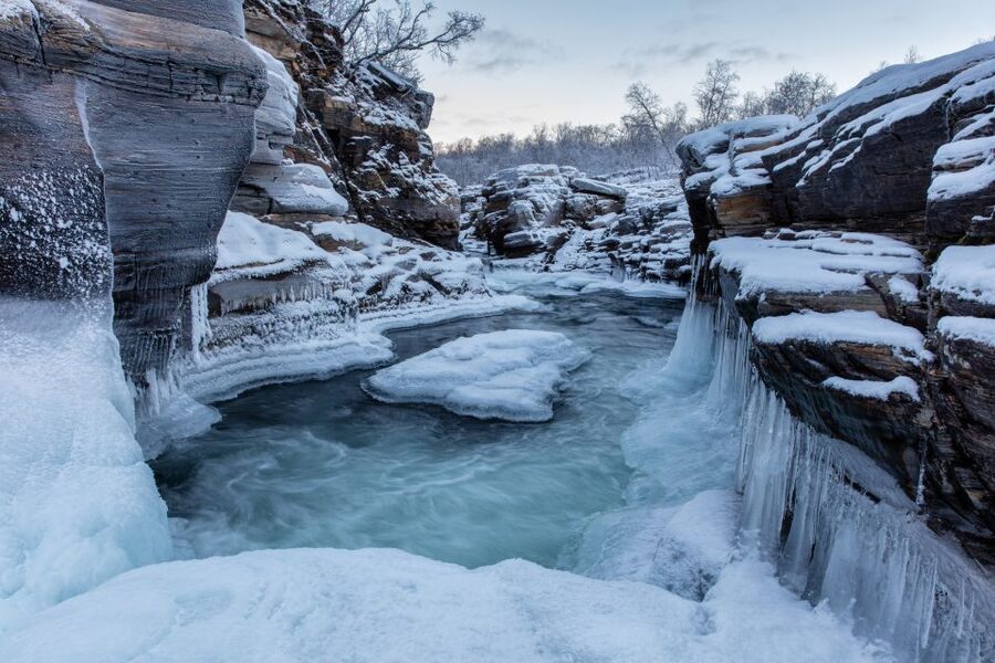 Abisko National Park: Scenic Morning Hike with Transfer - How much wildlife can you expect?