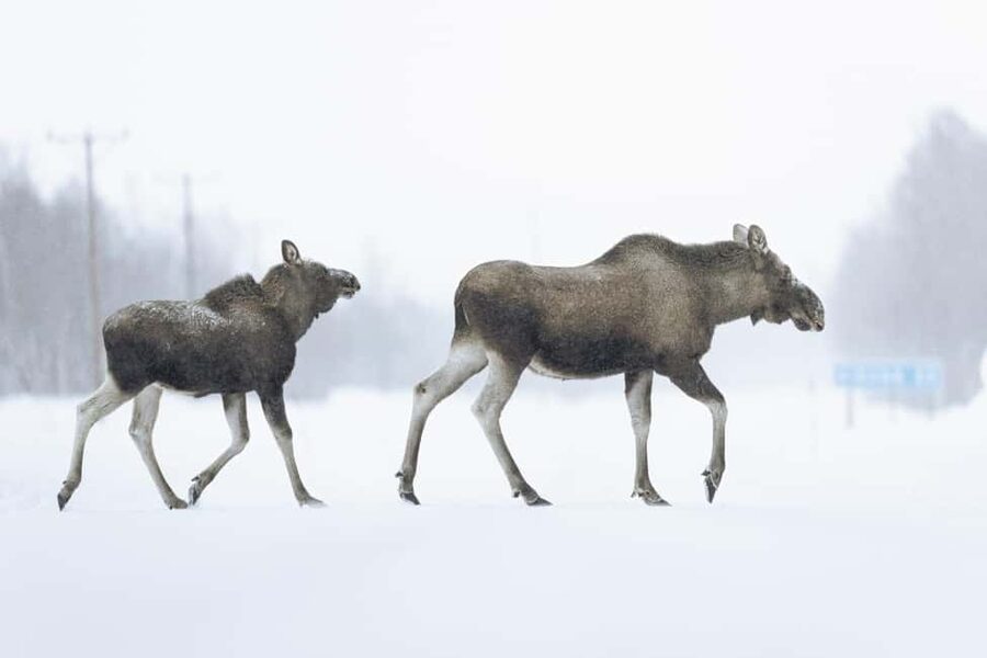 Abisko: Photo Hike with Professional Photographer - A photo hike built around the Arctic setting