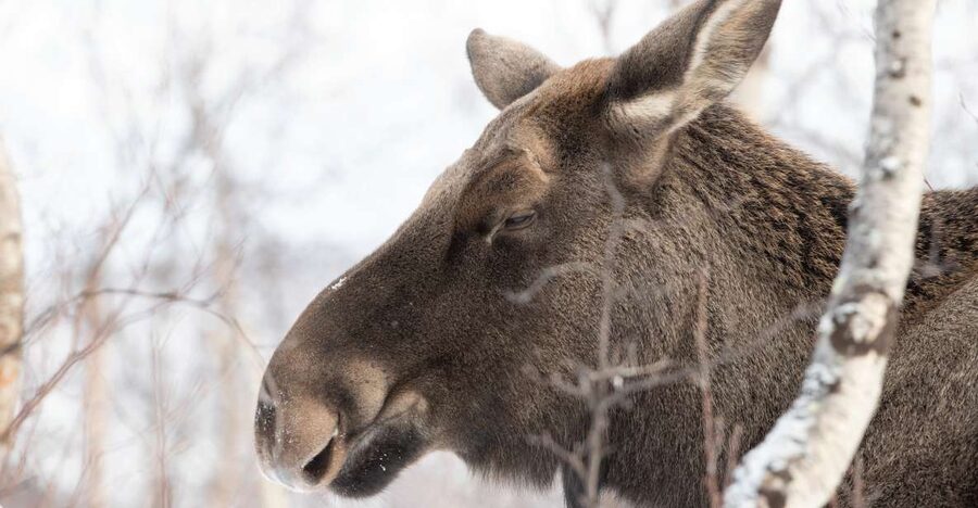 Abisko: Wilderness Snowshoe Hike - What the $88 price covers