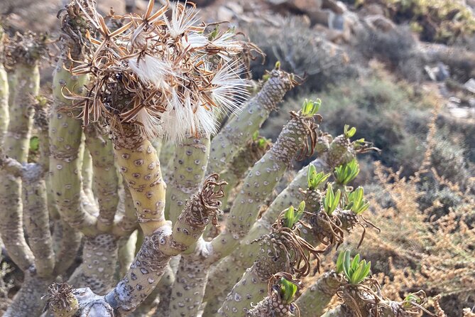 Ajuy and Las Peñitas : Hike to Legends and Wild West Coast - Two sides of Fuerteventura before lunch