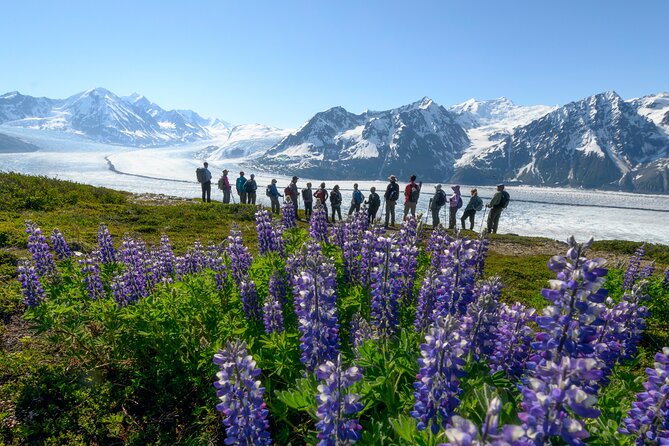 Alaska Heli Hiking - ANCHORAGE AREA - Landing above timberline