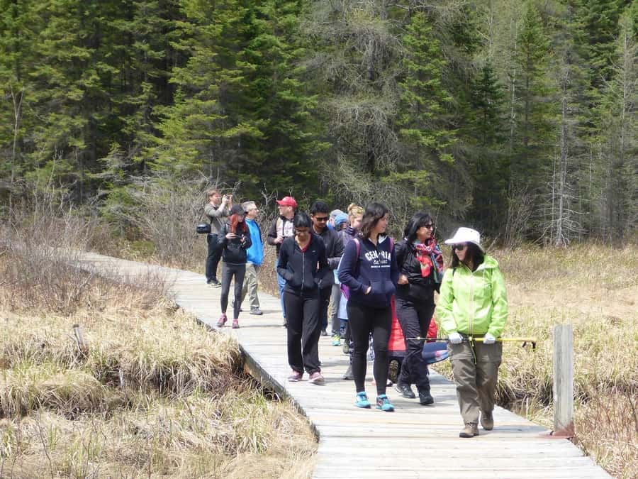 Algonquin Park Hiking: Adventure Tour from Toronto - Wildlife watching without false promises