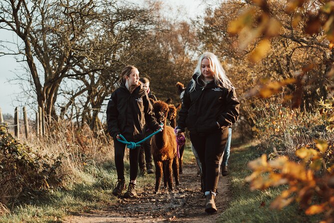 Alpaca & Donkey Trekking Experience at Wetley Moor Common - Walking with an alpaca across the common