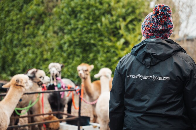 Alpaca & Donkey Trekking Experience at Wetley Moor Common - The staff make the hour work