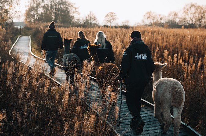 Alpaca & Donkey Trekking Experience at Wetley Moor Common - Is $41.13 good value?
