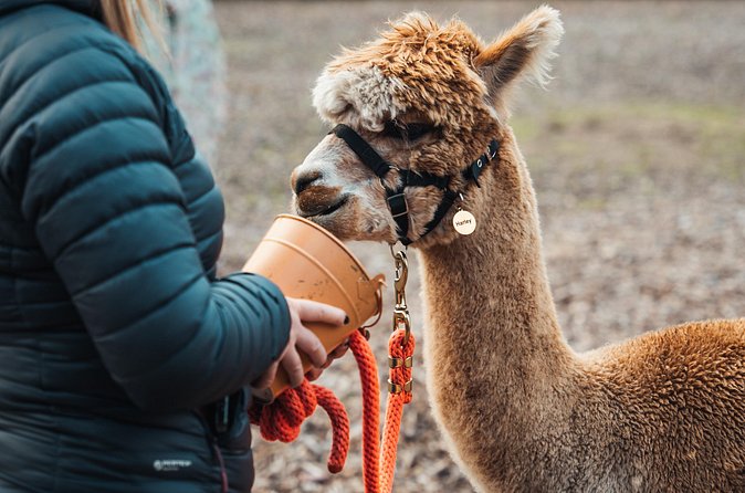 Alpaca & Donkey Trekking Experience at Wetley Moor Common - Who will enjoy this most?