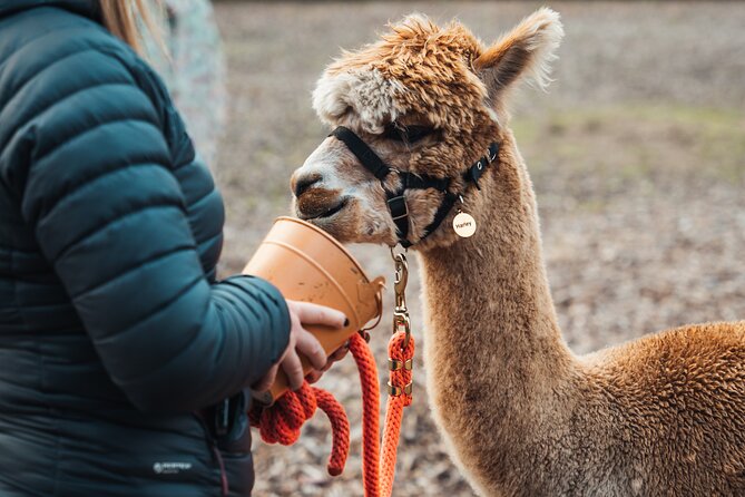 Alpaca & Donkey Trekking Experience at Wetley Moor Common - What makes the donkey walk different