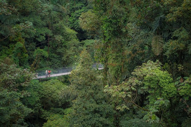 Arenal Hanging Bridges Hiking Tour - The forest begins with a change in elevation