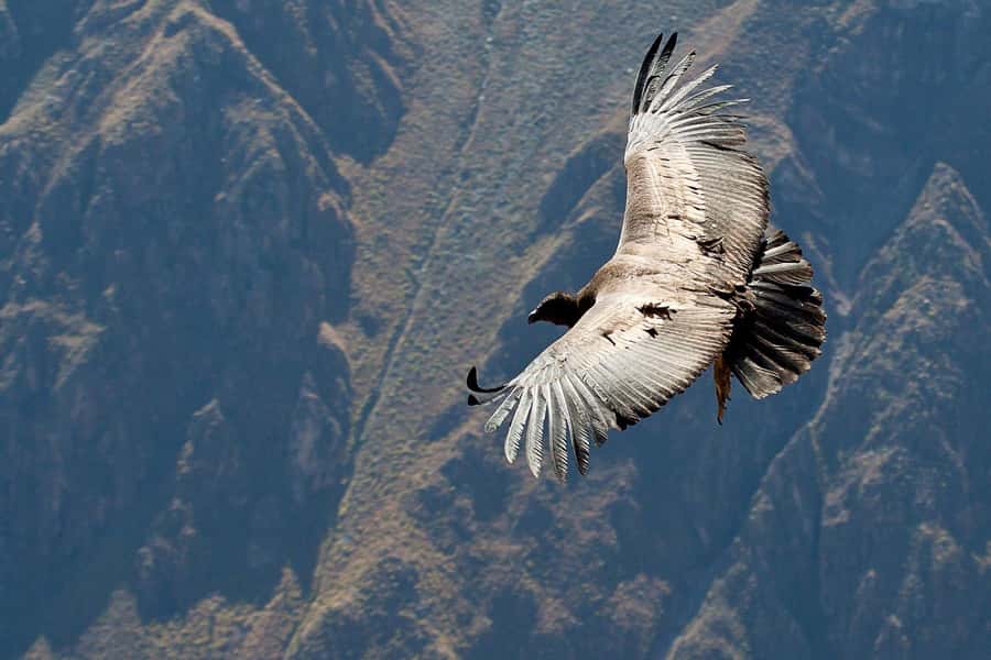 Arequipa: 2-day Colca Canyon Trekking, Ending in Puno - The sunrise climb from Sangalle to Cabanaconde
