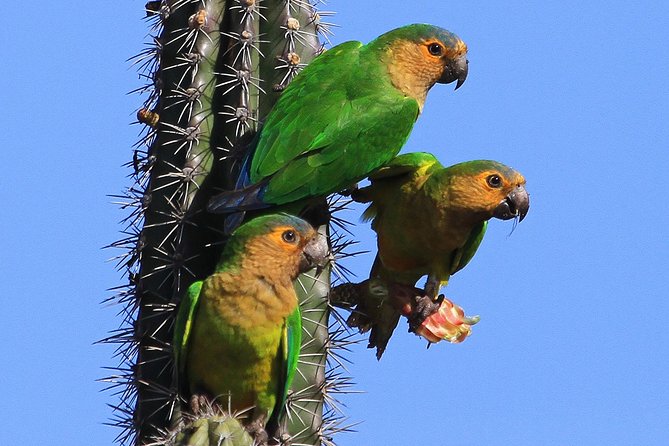 Arikok Adventurous Hiking Experience in Aruba - Key points to know before you go