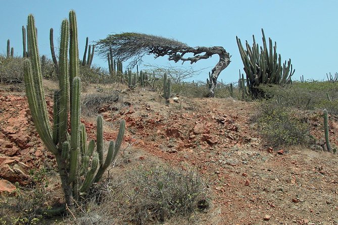 Arikok Adventurous Hiking Experience in Aruba - What you see beyond the plants