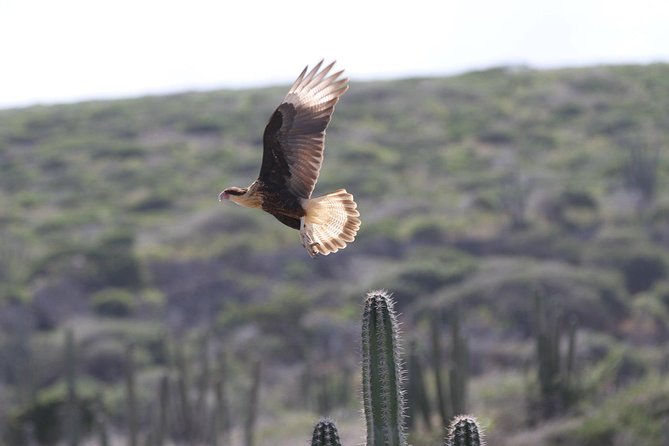 Arikok Adventurous Hiking Experience in Aruba - Is $57 a fair price?