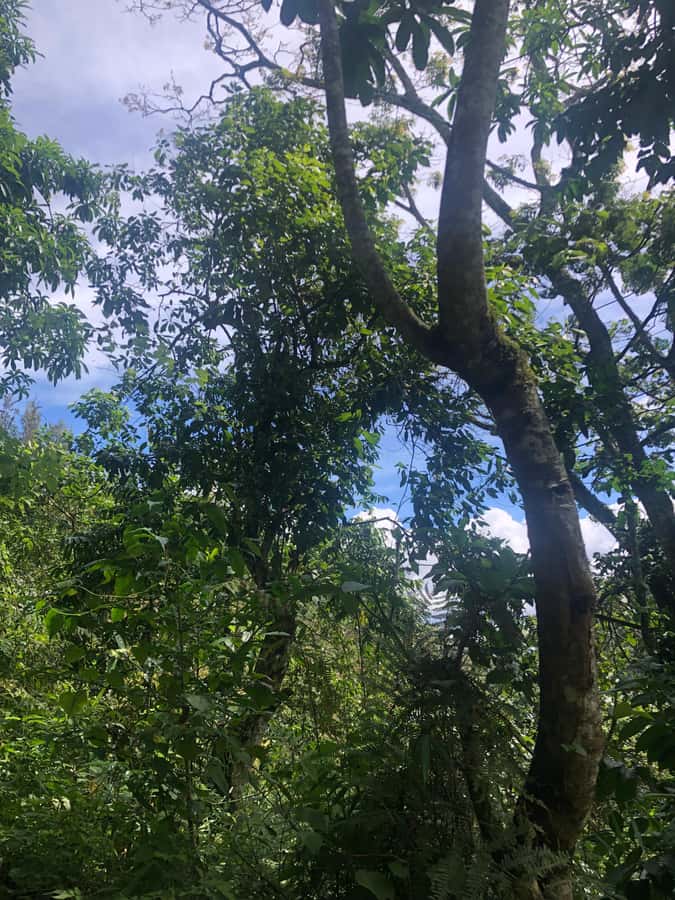 Arusha: Napuru Waterfalls Guided Hike - Napuru Waterfalls, cool water, and quiet surroundings