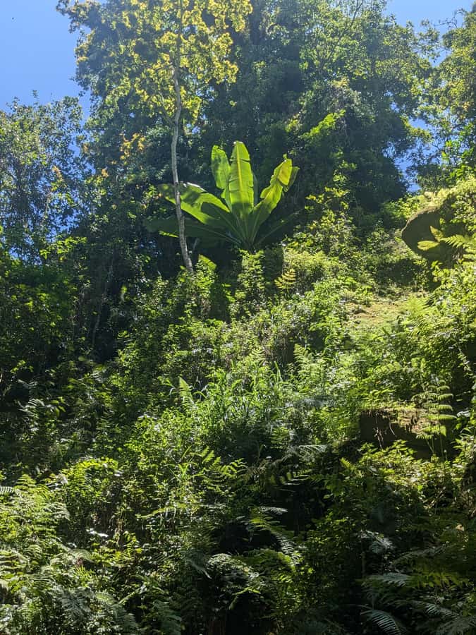 Arusha: Napuru Waterfalls Guided Hike - How much value do you get for $50?