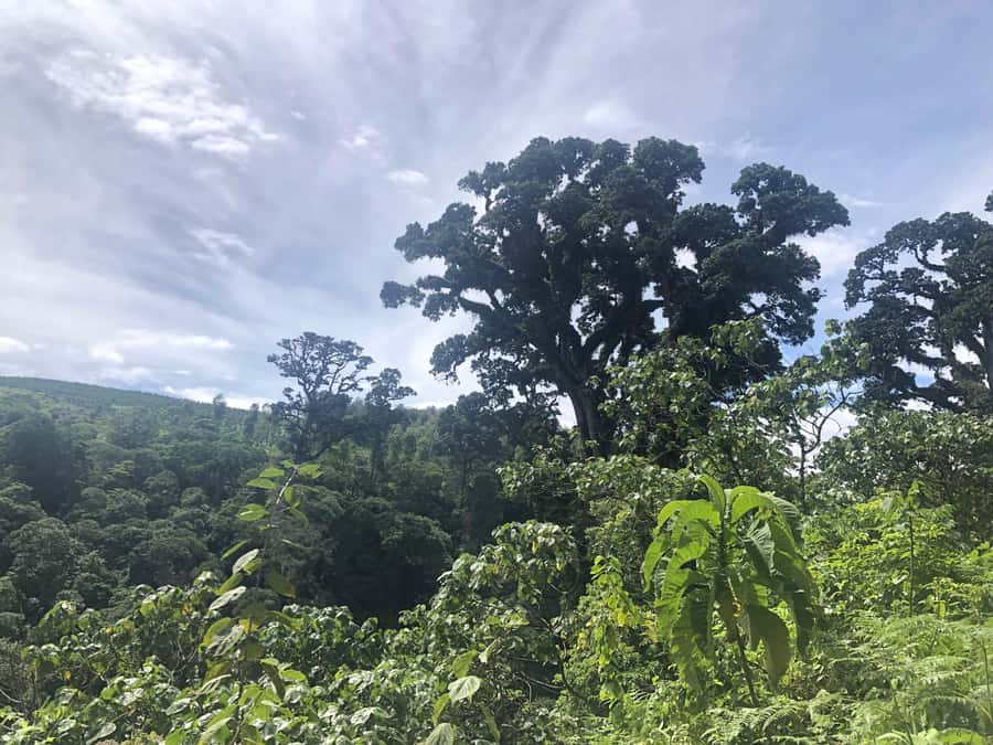 Arusha: Napuru Waterfalls Guided Hike - Should you book the Napuru Waterfalls hike?