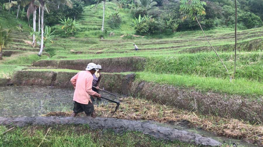 Bali: Jatiluwih Full-Day E-Bike and Trekking Tour - FAQ