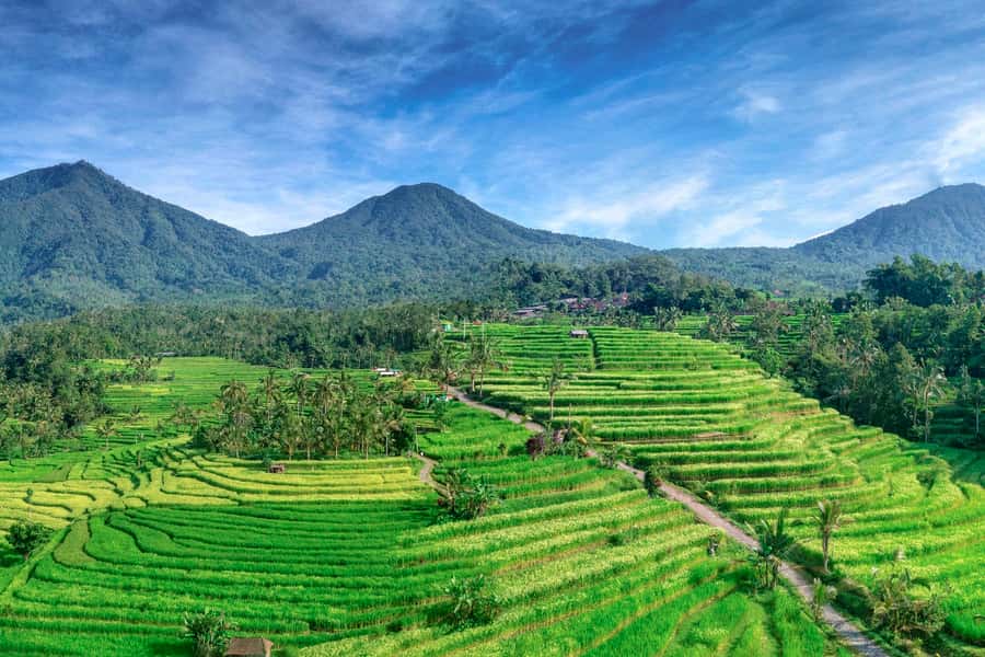 Bali: Jatiluwih Full-Day E-Bike and Trekking Tour - Lunch in the middle of the rice fields