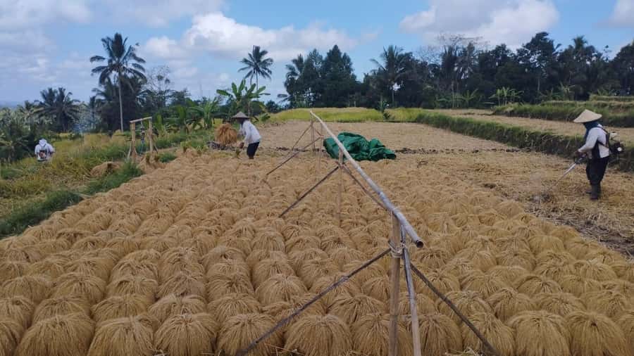 Bali: Jatiluwih Full-Day E-Bike and Trekking Tour - The Jatiluwih terraces and the four-volcano view