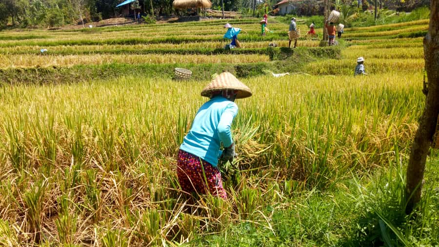 Bali: Sambangan Waterfalls Trekking, Sliding, & Jumping Trip - Should You Book the Sambangan Waterfalls Trip?