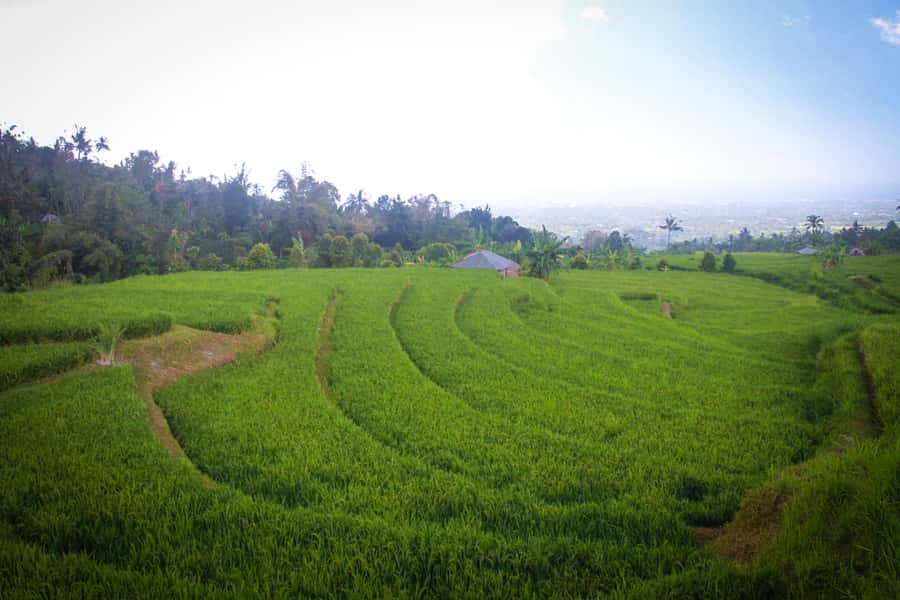 Bali: Sambangan Waterfalls Trekking, Sliding, & Jumping Trip - The Blue Lagoon and Sambangan Secret Garden