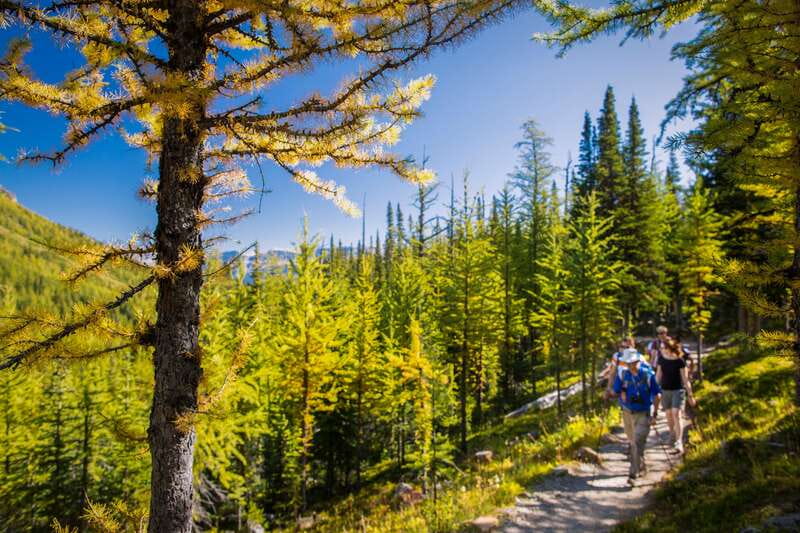 Banff National Park: Guided Signature Hikes with Lunch - Larch Valley: the toughest climb in the weekly rotation
