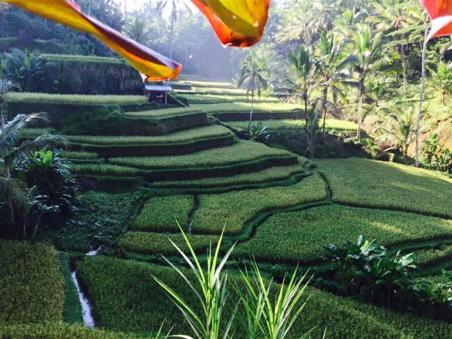 Banyumala Waterfall Trek, Bedugul and Lake Beratan Tour - The mountain road to Banyumala Waterfall