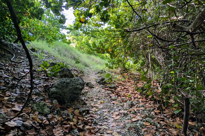 Barbados Hiking and Sightseeing Tour (Transport Included) - Why an electric bike works well on Barbados’ coast