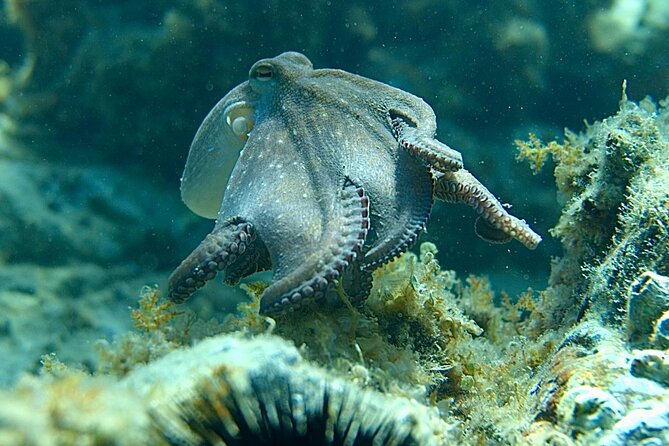 Barcelona Adventure: Costa Brava Hike & Snorkel - Who should book this Costa Brava outing?