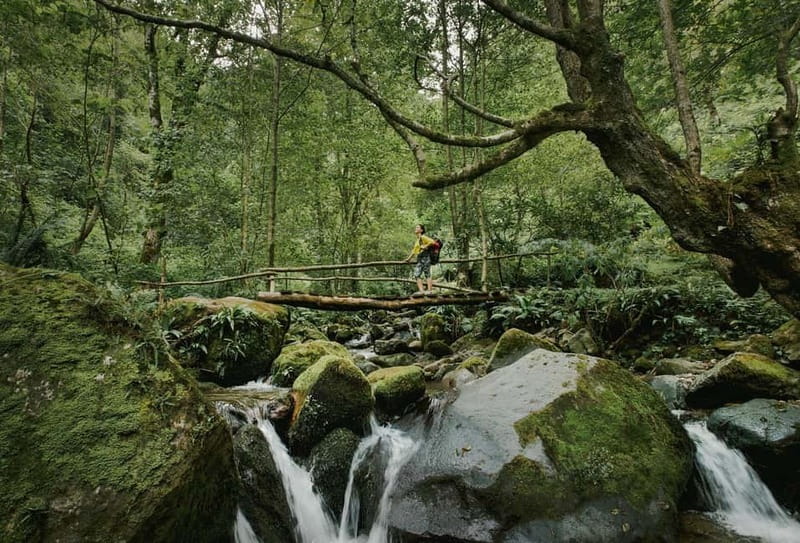 Batumi to Mtirala National park - Half day hiking group tour - A damp forest walk toward the waterfalls