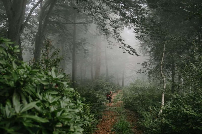 Batumi to Mtirala National park - Half day hiking group tour - Shoes, water, and practical preparation