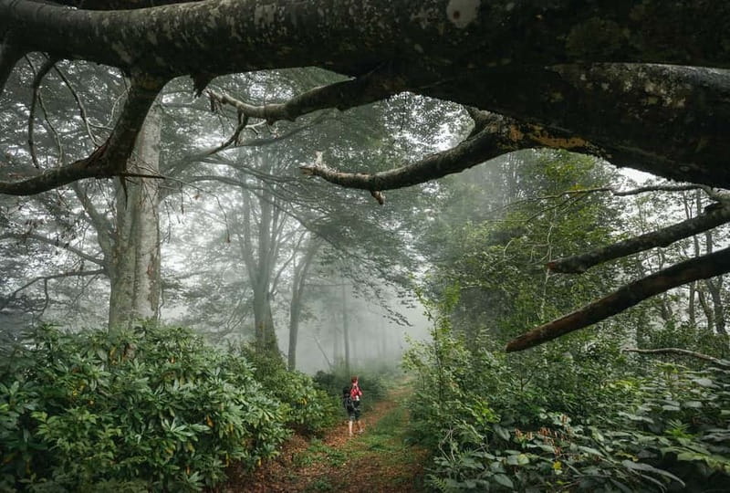 Batumi to Mtirala National park - Half day hiking group tour - Should you book the Mtirala tour?