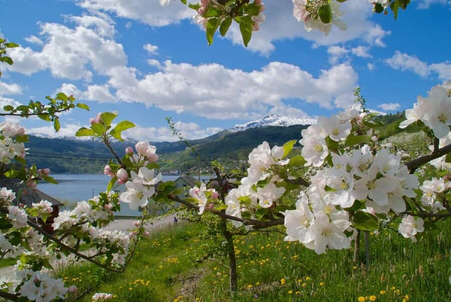 Bergen: Easy Hike to Bondhus Glacier Lake & Rosendal Visit - The 8:30 departure from Bergen