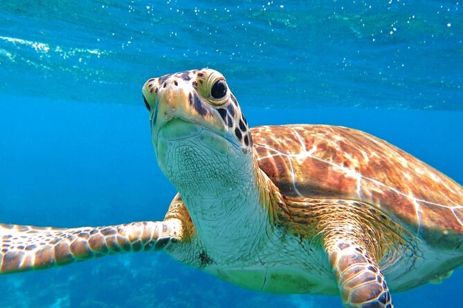 Best of Mangrove Lagoon Kayak, Hike and Snorkel Adventure with Picnic Lunch - Snorkeling among reefs and marine life