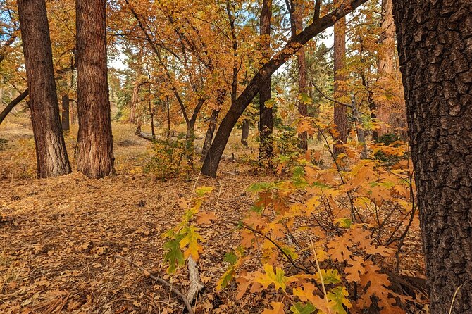Big Bear Fall Colors Hiking Tour in Southern California - Big Bear Lake views reward the climb