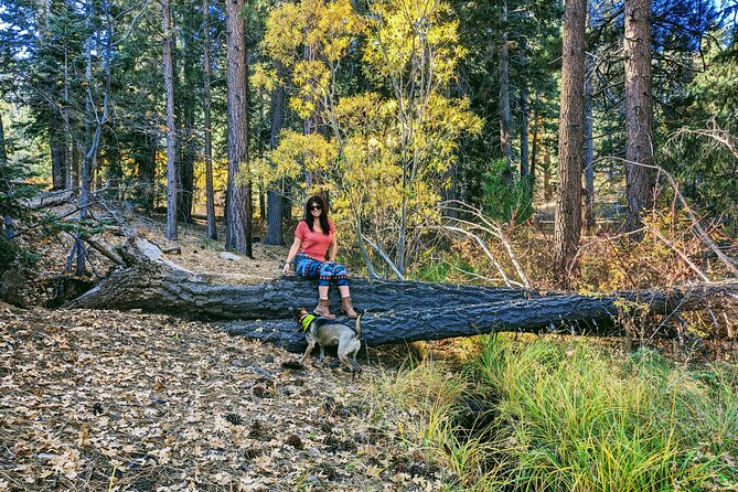 Big Bear Fall Colors Hiking Tour in Southern California - A guide who adds local context