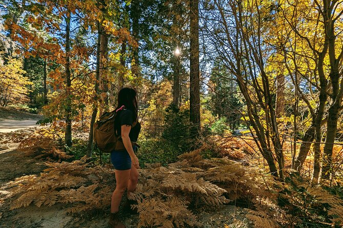 Big Bear Fall Colors Hiking Tour in Southern California - Is $45 a fair price for two hours?
