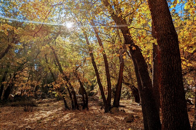 Big Bear Fall Colors Hiking Tour in Southern California - What to bring for the uphill sections