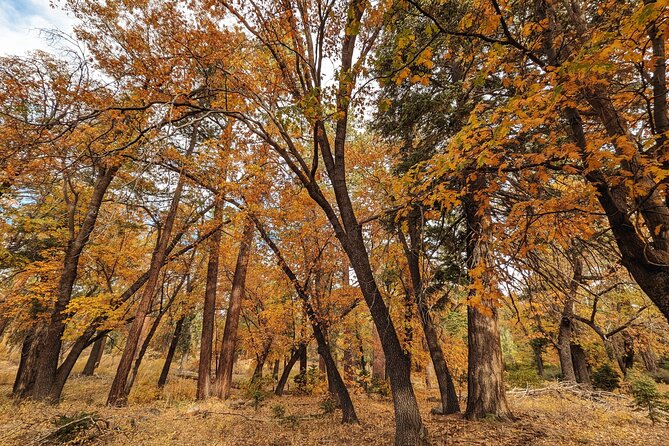 Big Bear Fall Colors Hiking Tour in Southern California - Who will enjoy this Big Bear experience most?