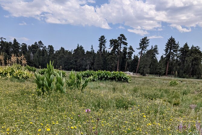 Big Bear Jeep off-road tour with Hike to Bluff Lake Reserve - Why the private group size changes the experience
