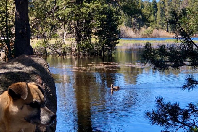 Big Bear Jeep off-road tour with Hike to Bluff Lake Reserve - Seasonal timing and weather limits