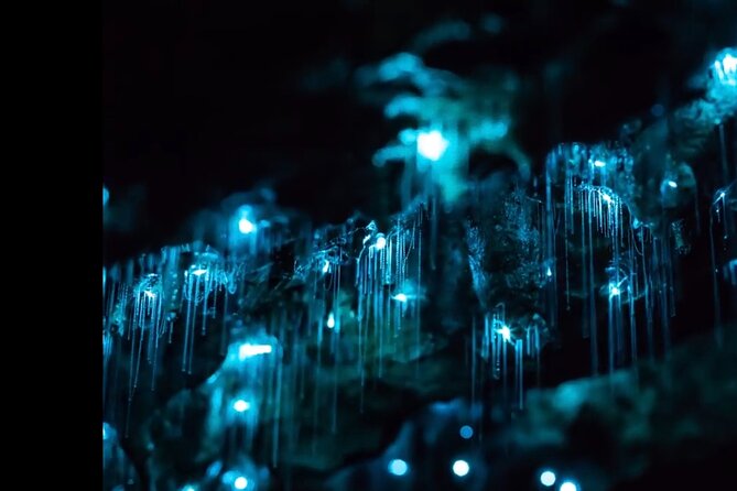 Blue Mountains Hiking Glow worms Cave Wildlife Spotlighting Night Adventure - Key points to know before you book