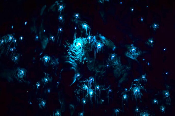 Blue Mountains Hiking Glow worms Cave Wildlife Spotlighting Night Adventure - Is $132.69 good value?